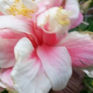 Meet your Posher, Beverly